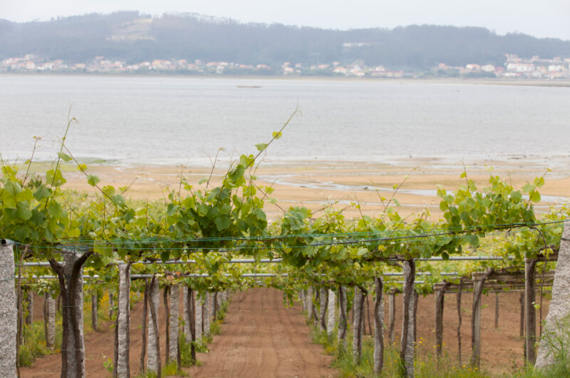 Celebrating Albariño Day: A Toast to Rías Baixas' Gem